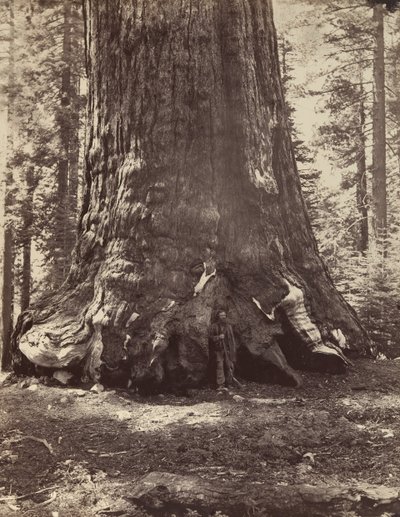Section du Grizzly Giant avec Galen Clark, Mariposa Grove, Yosemite, 1865-66, imprimé vers 1876 - Carleton Emmons Watkins