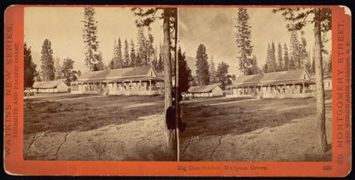 Station Big Tree, Mariposa Grove - Carleton Watkins