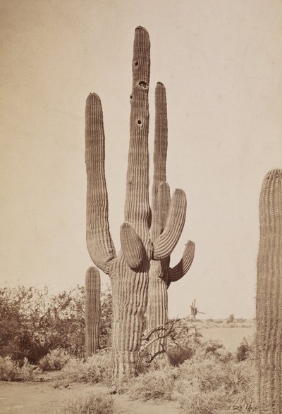[Cactus] - Carleton Watkins