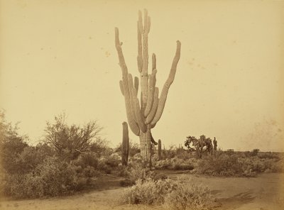  - Carleton Watkins
