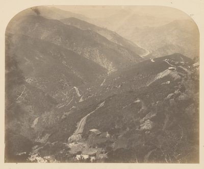 [Joséphine et Pin] - Carleton Watkins