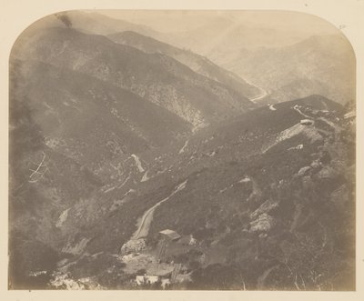 Joséphine et pin - Carleton Watkins
