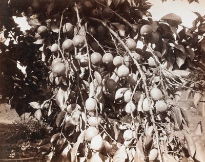 Sans titre [fruit sur un arbre] - Carleton Watkins