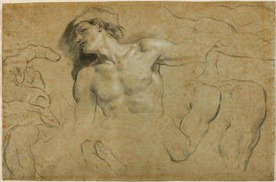 Études de mains, épaules et une jambe - Carlo Cignani