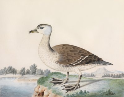 Canard de Java - Caroline Conyers