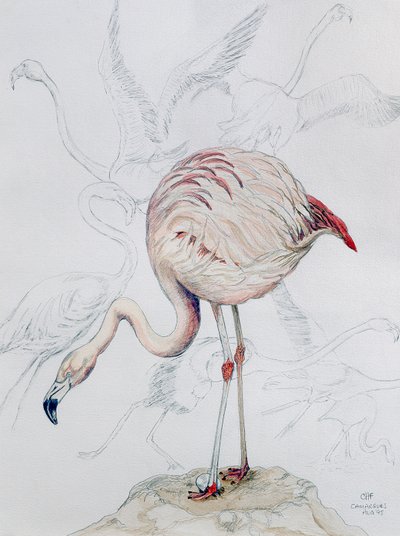 Flamant rose - Carolyn Hubbard Ford
