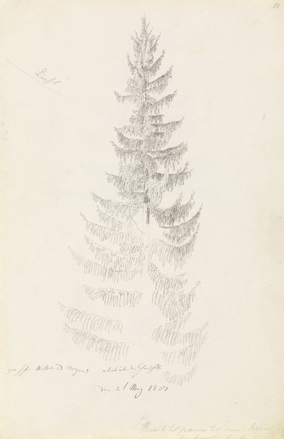 Épicéa - Caspar David Friedrich