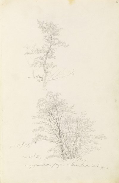 Groupe de jeunes arbres - Caspar David Friedrich