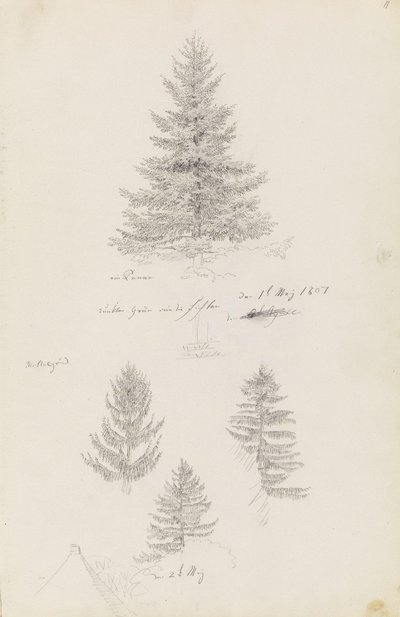 sapin et trois études d