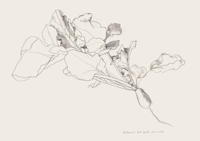 Dessin botanique du radis - Catalina Somolinos