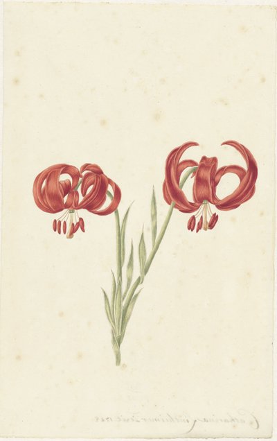 Lys rouge - Catharina Lintheimer