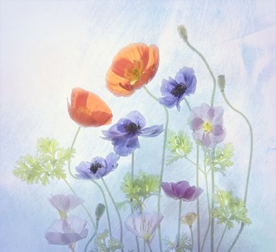 Fleurs éthérées et colorées - Catherine Wang