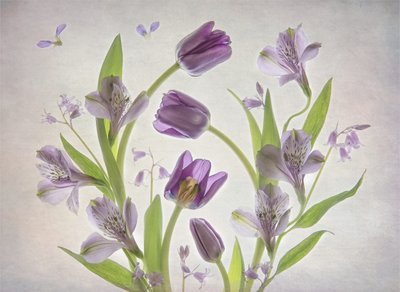 Fleurs violettes délicates - Catherine Wang
