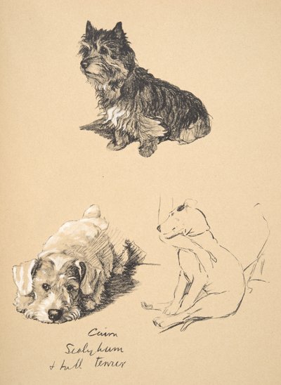 Cairn, Sealyham et Bull Terrier, 1930, Illustrations de son carnet de croquis utilisées pour Just Among Friends, publié par Eyre et Spottiswoode Limited, 1934 - Cecil Charles Windsor Aldin