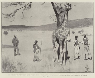 La girafe présentée à la reine par le roi Khama sur son sol natal avant le voyage en Angleterre, qui s