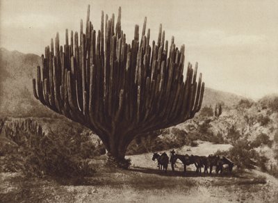 Mexique : Cactus en forme de chandelier, Oaxaca (photo n/b) - Cecile Seler Sachs