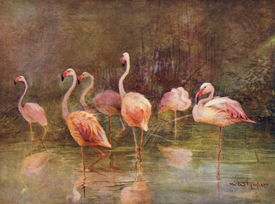 Flamants roses - Charles (after) Whymper