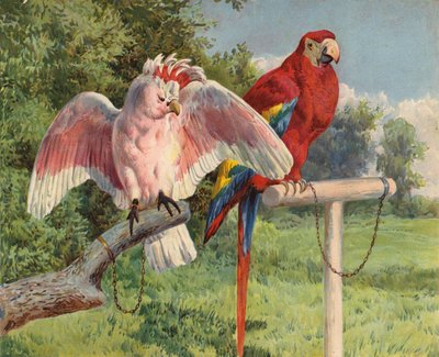Cacatoès et Ara (chromolithographie) - Charles Collins