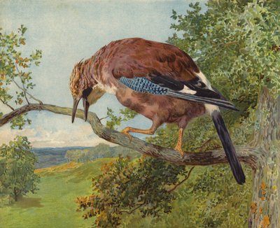 Geai des chênes (chromolithographie) - Charles Collins