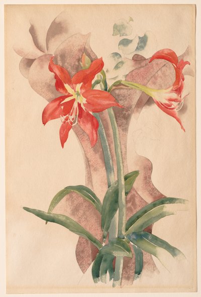 Amaryllis - Charles Demuth