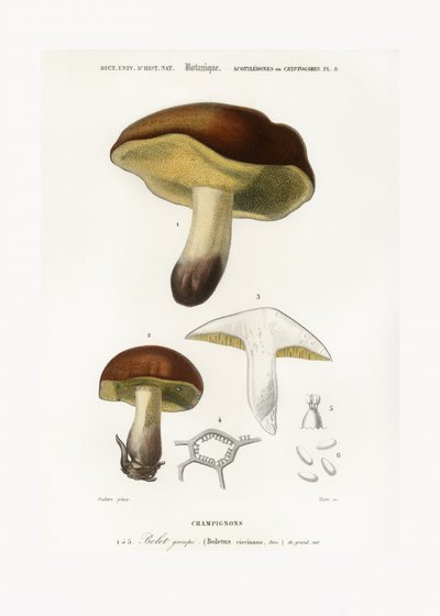 Champignon (Boletus circinans) - Charles Dessalines D