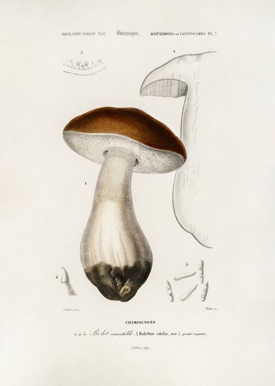 Bolet commun (Boletus edulis) - Charles Dessalines D