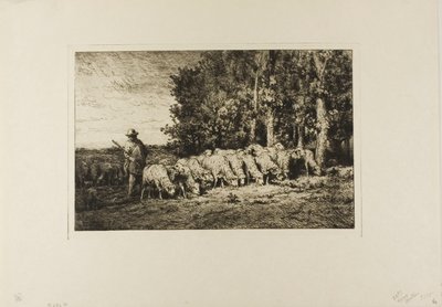 Troupeau de moutons au bord d