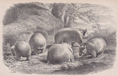 Le Wombat, du Magasin Pittoresque, ca. 1852 - Charles Emile Jacque