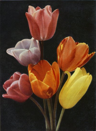 Tulipes fleuries de mai - Charles Essenhigh Corke
