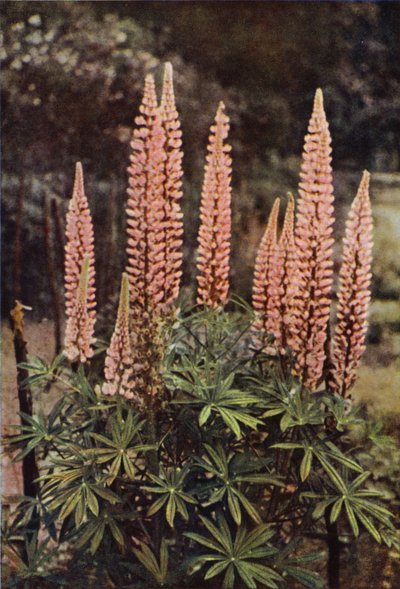 Le Lupin Rose - Charles Essenhigh Corke