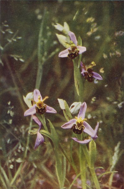 Fleurs sauvages : Ophrys abeille - Charles Essenhigh Corke