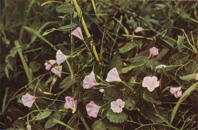Fleurs sauvages : Liseron - Charles Essenhigh Corke