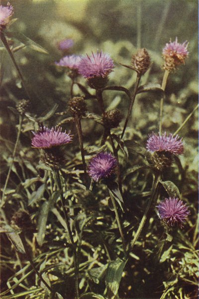 Fleurs sauvages : Centaurée noire - Charles Essenhigh Corke