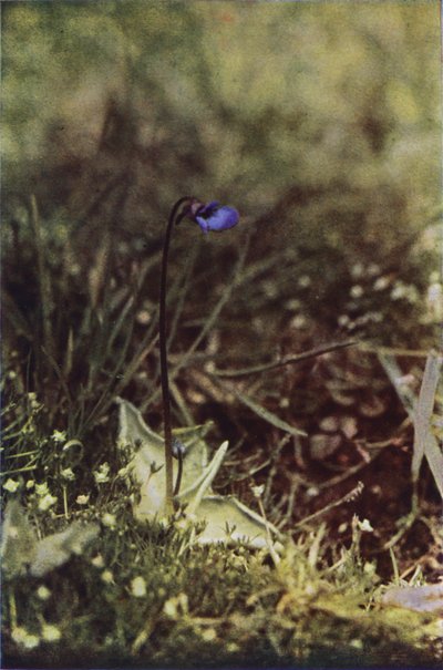 Fleurs Sauvages : Grassette - Charles Essenhigh Corke