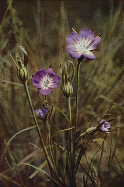 Fleurs Sauvages : Nielle des Blés - Charles Essenhigh Corke