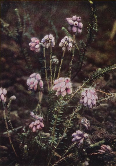 Fleurs sauvages : Bruyère à Quatre Angles - Charles Essenhigh Corke