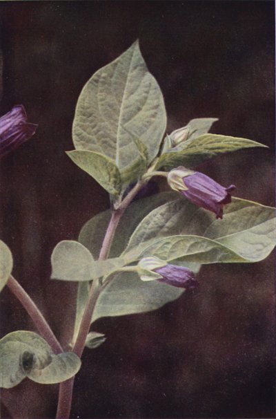 Fleurs sauvages : Belladone - Charles Essenhigh Corke