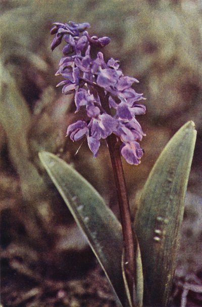 Fleurs sauvages : Orchis pourpre précoce - Charles Essenhigh Corke