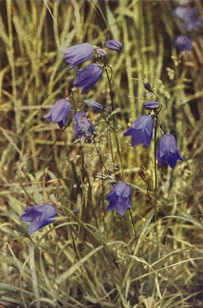 Fleurs sauvages : Campanule - Charles Essenhigh Corke