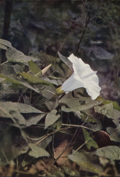 Fleurs sauvages : Liseron des haies - Charles Essenhigh Corke