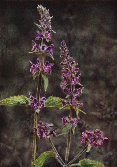 Fleurs sauvages : Épiaire des Haies - Charles Essenhigh Corke