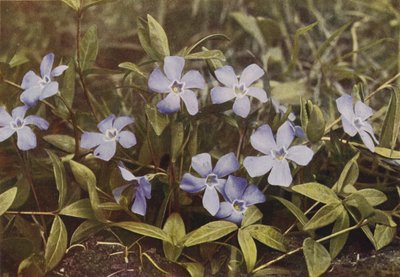 Fleurs sauvages : Petite pervenche (photo couleur) - Charles Essenhigh Corke