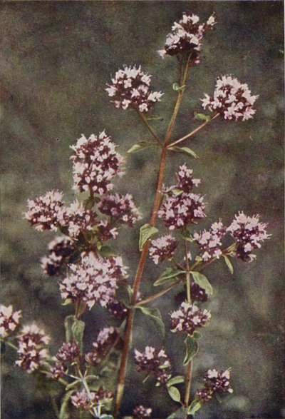 Fleurs sauvages : Marjolaine - Charles Essenhigh Corke