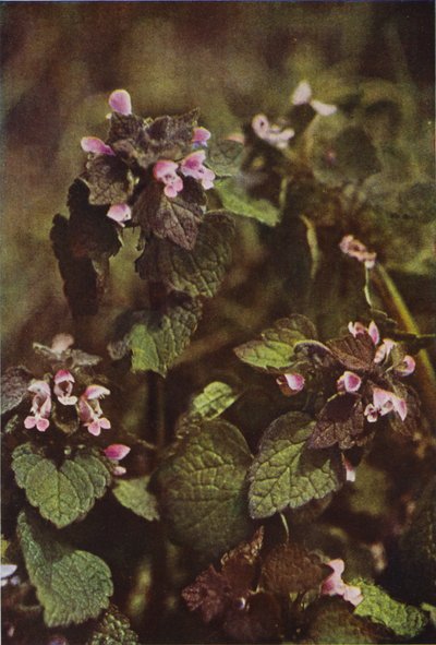 Fleurs sauvages : Lamier pourpre - Charles Essenhigh Corke