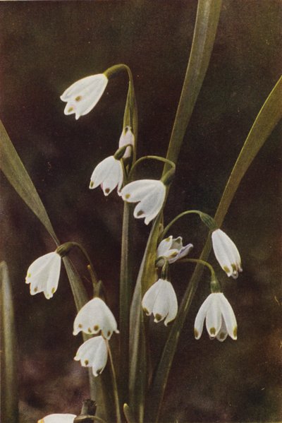 Fleurs sauvages : Perce-neige - Charles Essenhigh Corke