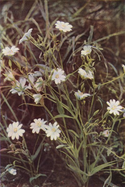 Fleurs sauvages : Stellaire - Charles Essenhigh Corke