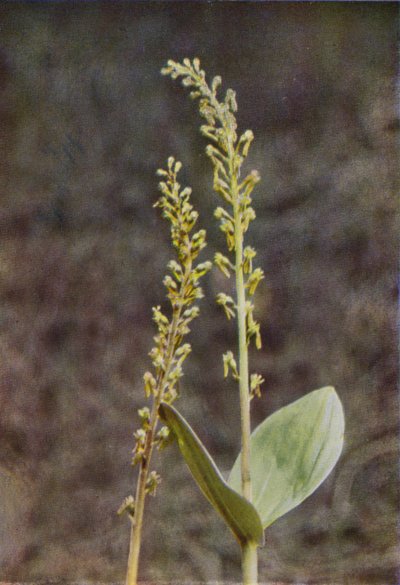 Fleurs Sauvages : Listère - Charles Essenhigh Corke