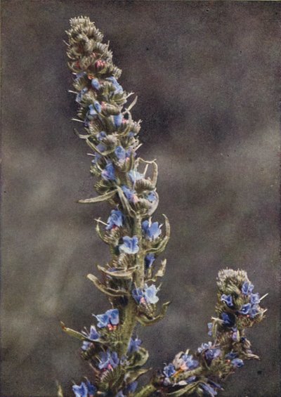 Fleurs sauvages : Vipérine - Charles Essenhigh Corke