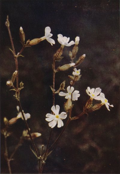 Fleurs sauvages : Silène enflé - Charles Essenhigh Corke