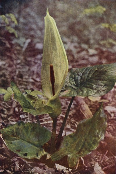 Fleurs Sauvages : Arum Sauvage - Charles Essenhigh Corke